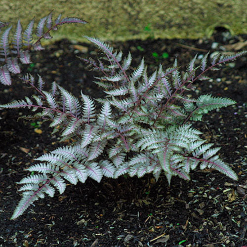 Gray Crested Fern Blumensamen zur Aussaat – hochwertige Qualitäts- – Traditionssorte & ohne Gentechnik Samen Hausgarten
