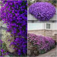 Gemischt Aubrieta Hybrida Samen zur Aussaat – leuchtend Bodendecker Blumen