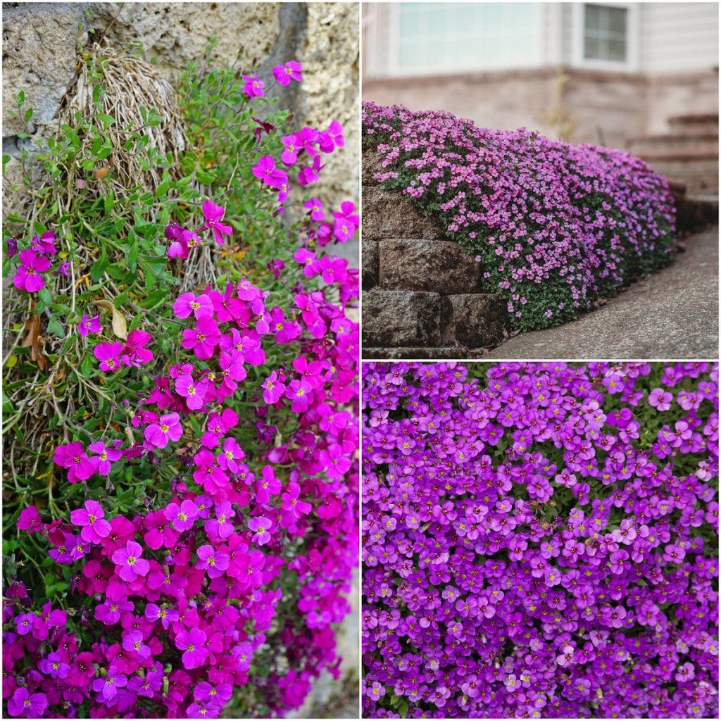 Aubrieta Blumensamen zur Aussaat leuchtend Traditionssorte & ohne Gentechnik Samen Hausgarten