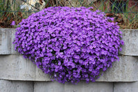 Gemischt Aubrieta Hybrida Samen zur Aussaat – leuchtend Bodendecker Blumen