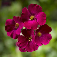 Rot Stein Cress Aubrieta Samen zur Aussaat blühend groundcover Stein Garten