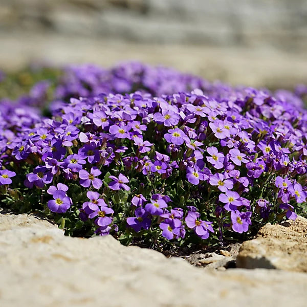 Blau Cress Cascade Blumensamen zur Aussaat Halbschatten verträglich Traditionssorte & ohne Gentechnik Samen Hausgarten