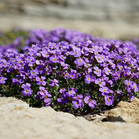 Blau Cress Cascade Blumensamen zur Aussaat Halbschatten verträglich Traditionssorte & ohne Gentechnik Samen Hausgarten