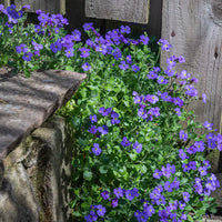 Aubrieta dark blau used as garten border