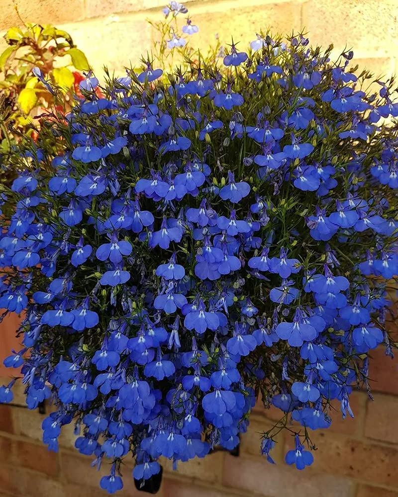 Dark blau aubrieta used as ground cover along garten border
