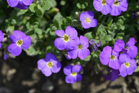 Multi-coloured aubrieta used as garten border