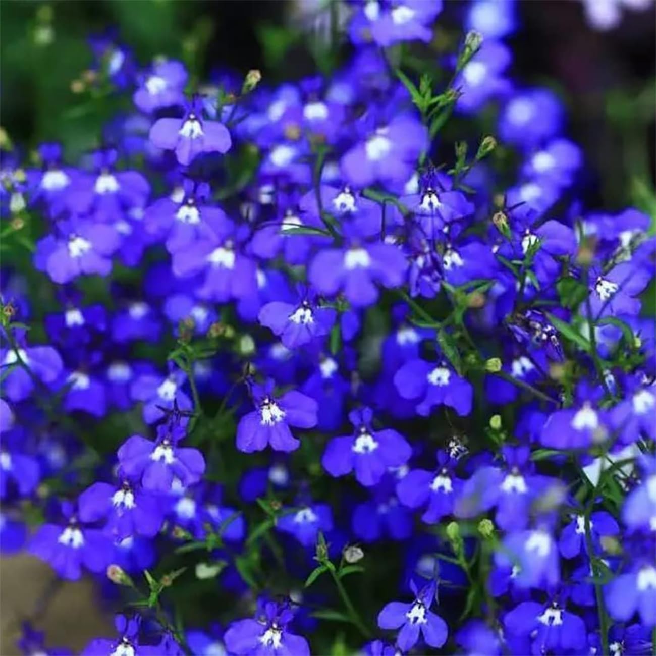 Close-up of dark blau aubrieta blumen
