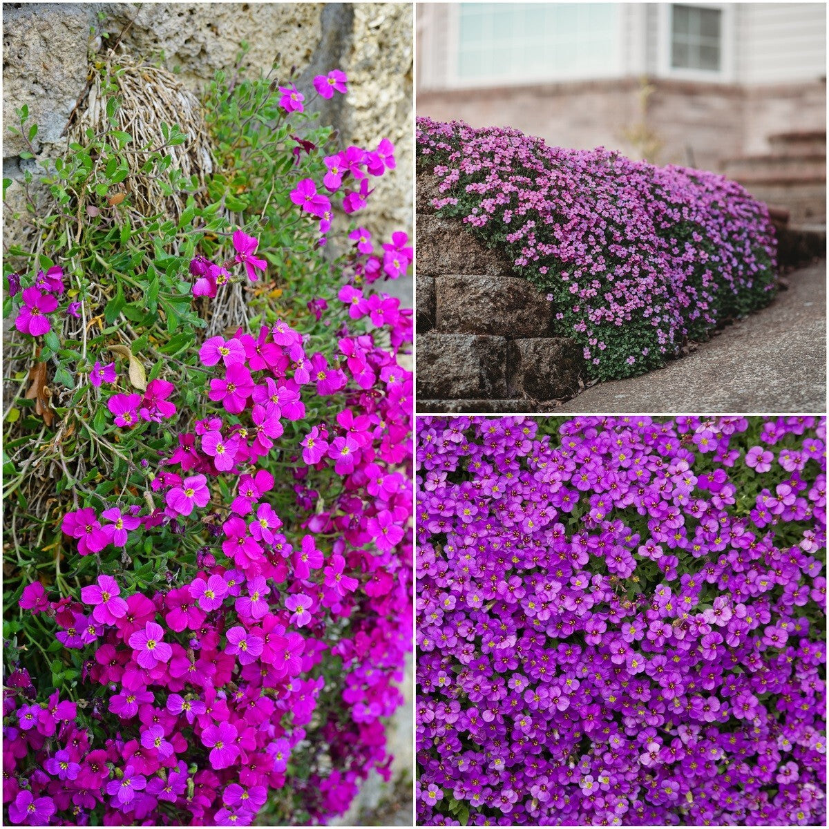 Close-up of multi-colored aubrieta cultorum blumen