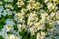 Weiß aubrieta cultorum used as ground cover