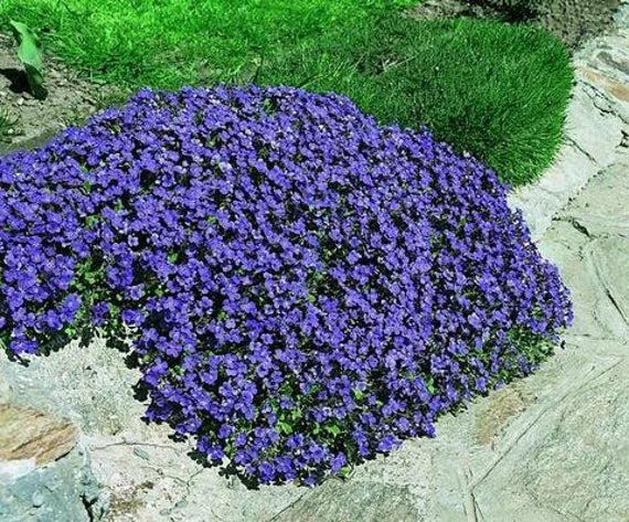 Aubrieta dark blau blume samen for anpflanzung