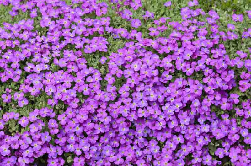 Lila Cress Blumensamen zur Aussaat – farbenfroh Schau – Traditionssorte & ohne Gentechnik Samen Hausgarten