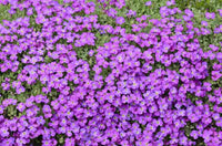 Lila Cress Blumensamen zur Aussaat – farbenfroh Schau – Traditionssorte & ohne Gentechnik Samen Hausgarten