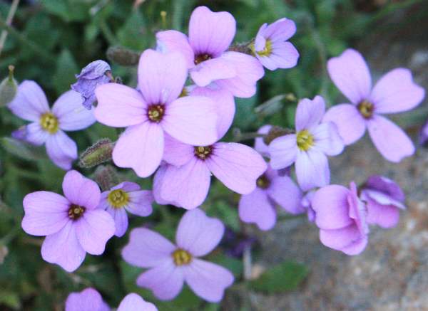 Aubretia Blumensamen zur Aussaat hochwertige Qualitäts- Traditionssorte & ohne Gentechnik Samen Hausgarten