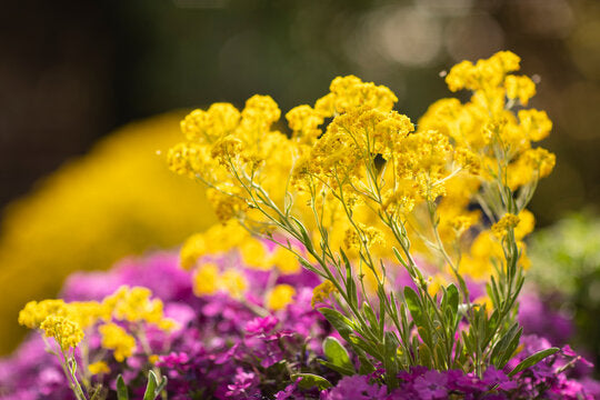 Perennial light gelb aubrieta blumen grown from samen
