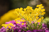 Perennial light gelb aubrieta blumen grown from samen