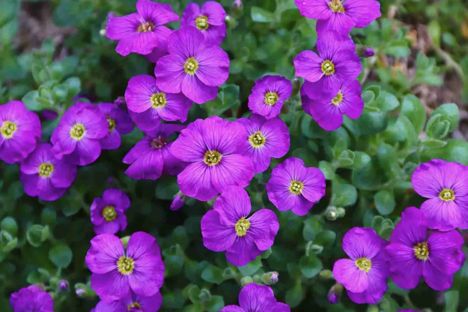 Aubrieta cascade lila blumen flowing over garten wall