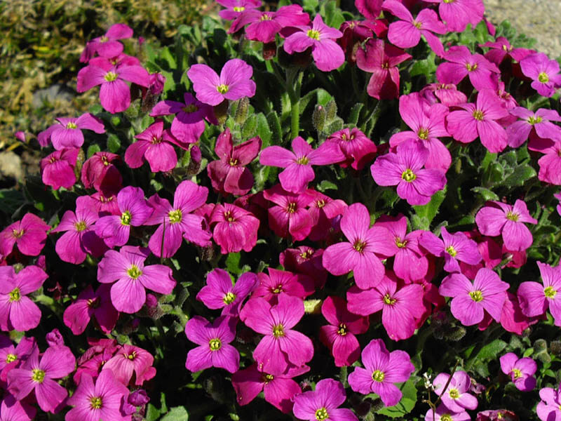 Aubrieta seedlings wachsend