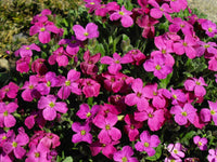 Aubrieta seedlings wachsend