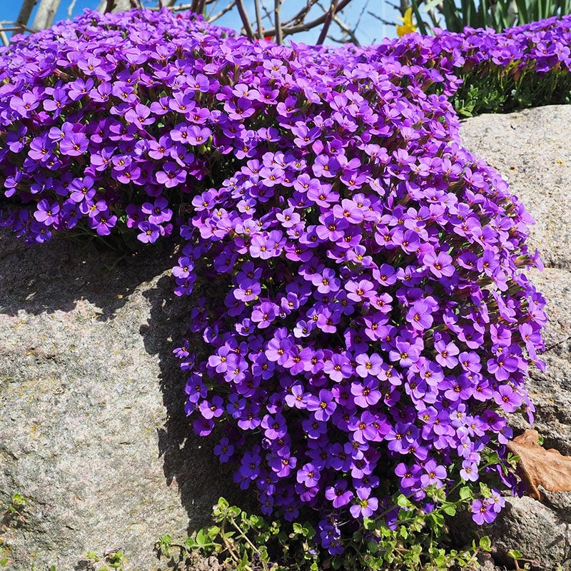 Cress mehrjährig Blumensamen zur Aussaat – Anzucht – Traditionssorte & ohne Gentechnik Samen Hausgarten