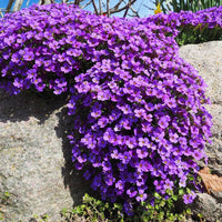 Cress mehrjährig Blumensamen zur Aussaat – Anzucht – Traditionssorte & ohne Gentechnik Samen Hausgarten