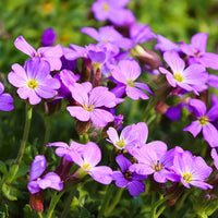 Cress mehrjährig Blumensamen zur Aussaat – Anzucht – Traditionssorte & ohne Gentechnik Samen Hausgarten