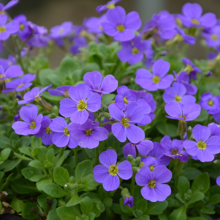 Aubrieta ground cover with blau blumen