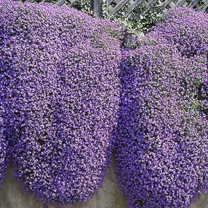 Aubrieta ground cover in bloom