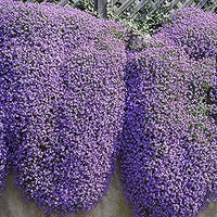 Aubrieta ground cover in bloom