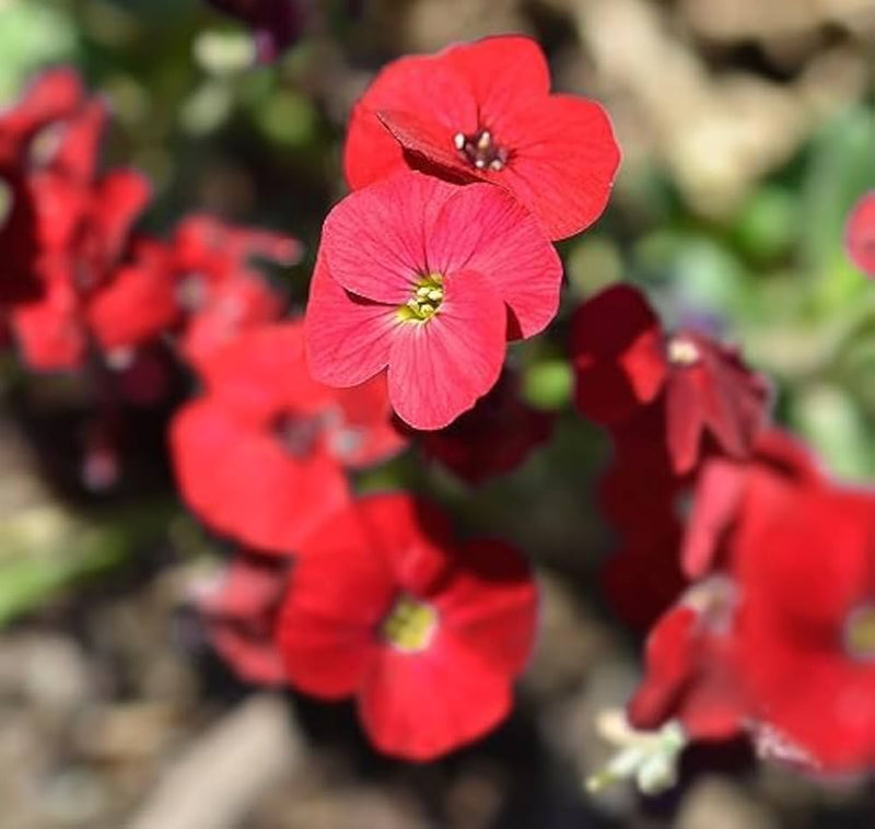 Rot aubrieta ground cover along garten borders