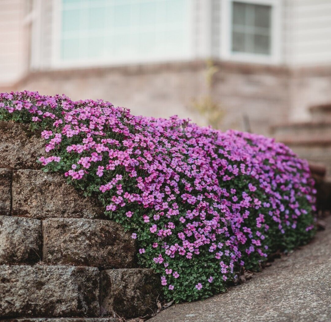 Aubrieta cultorum cascading over a garten wall
