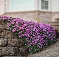Aubrieta cultorum cascading over a garten wall