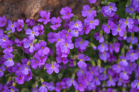 Aubrieta Blumensamen zur Aussaat ideal Rabatten Traditionssorte & ohne Gentechnik Samen Hausgarten