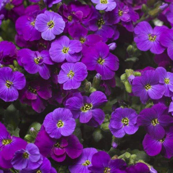 Aubrieta lila blume samen for anpflanzung
