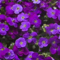 Aubrieta lila blume samen for anpflanzung