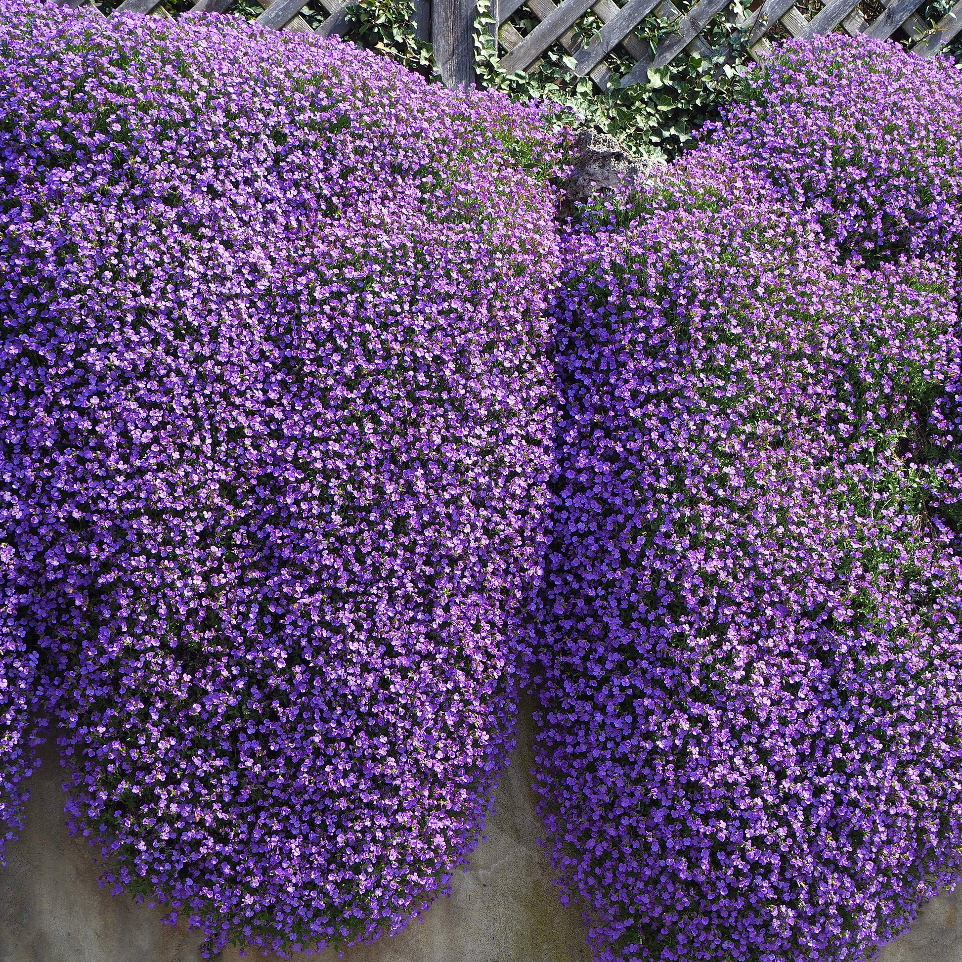 Aubrieta blumen in rock garten setting