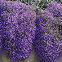 Aubrieta blumen in rock garten setting