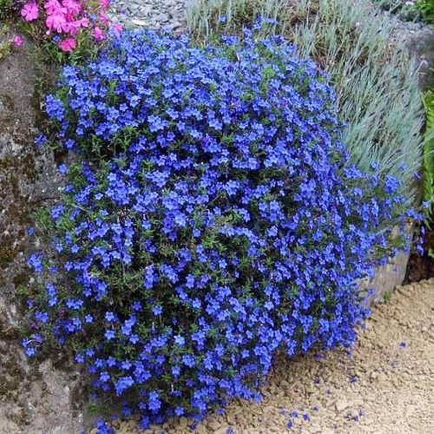 Dark blau aubrieta wachsend in a rock garten