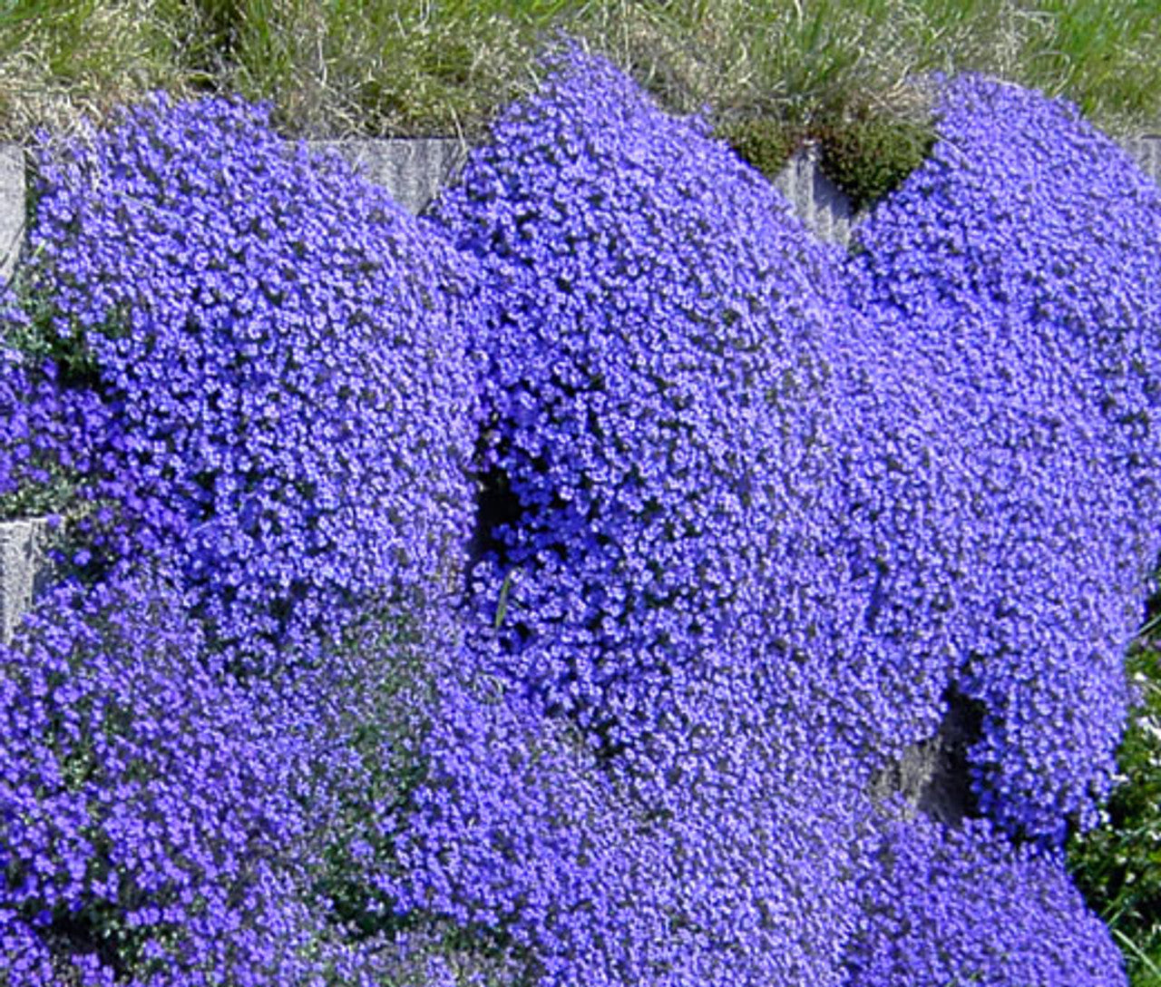 Aubrieta dark blau blumen in rock garten