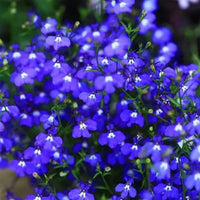 Aubrieta cultorum planted in a rock garten with mixed colors