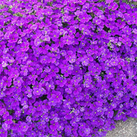 Aubrieta lila blumen in rock garten setting