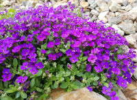Aubrieta blaukissen blumen wachsend in rock garten