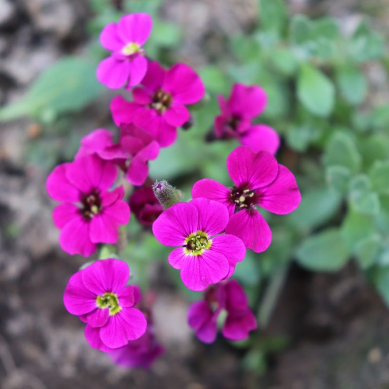 How to sow aubrieta samen