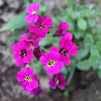 How to sow aubrieta samen