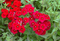 Healthy rot aubrieta seedlings wachsend innen