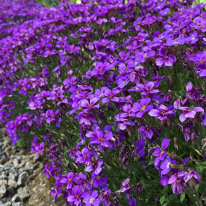 Aubrieta samen for anpflanzung