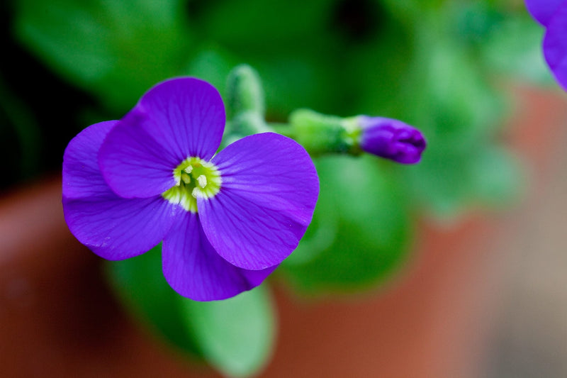 Aubrieta violet blume samen for anpflanzung
