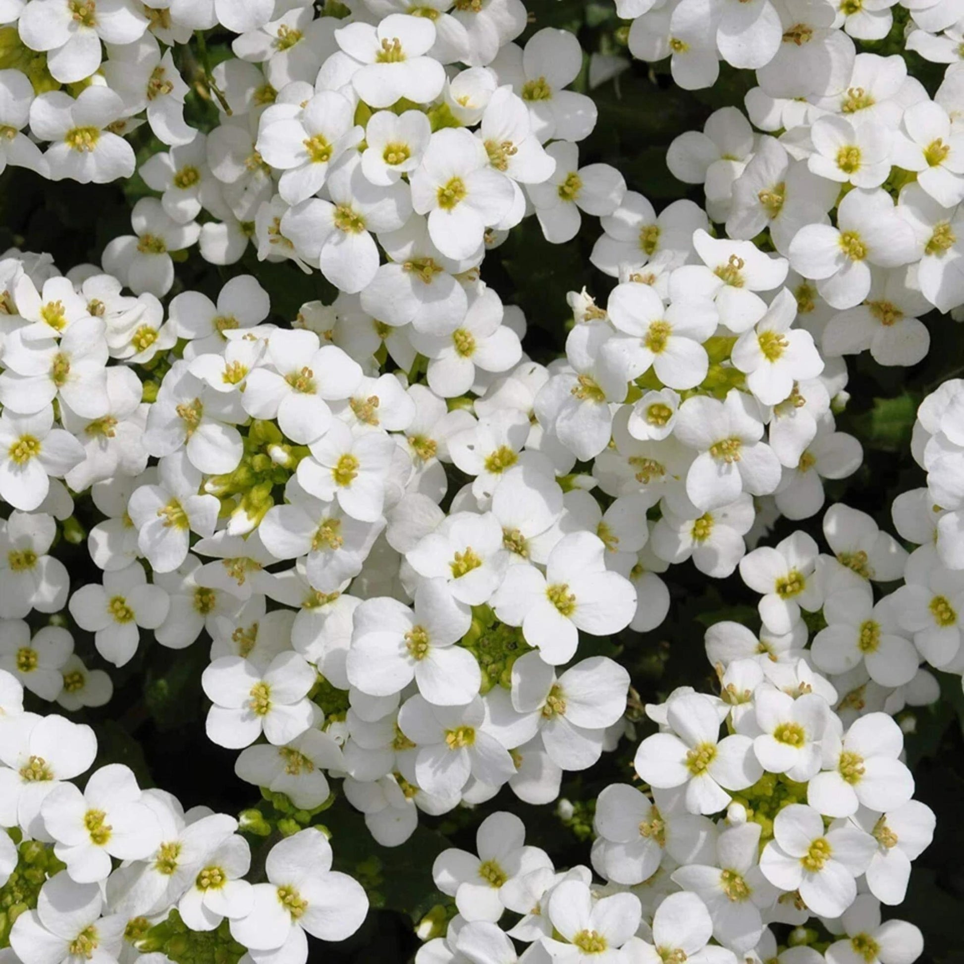 Close-up of weiß aubrieta blumen and foliage