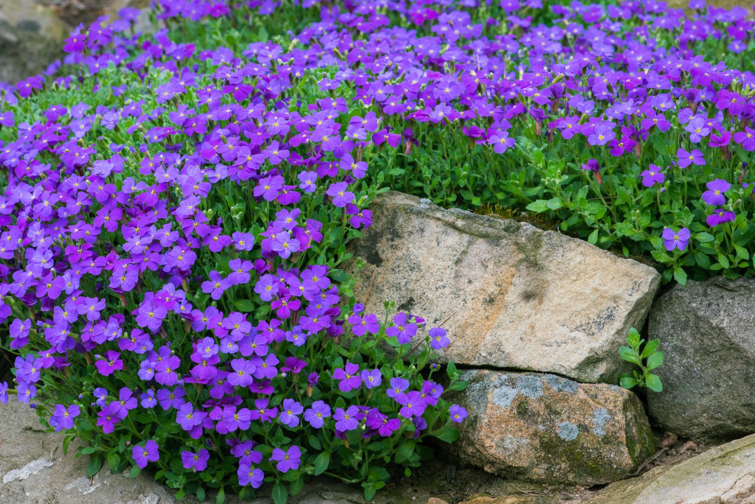 Aubrieta violet blume samen for anpflanzung