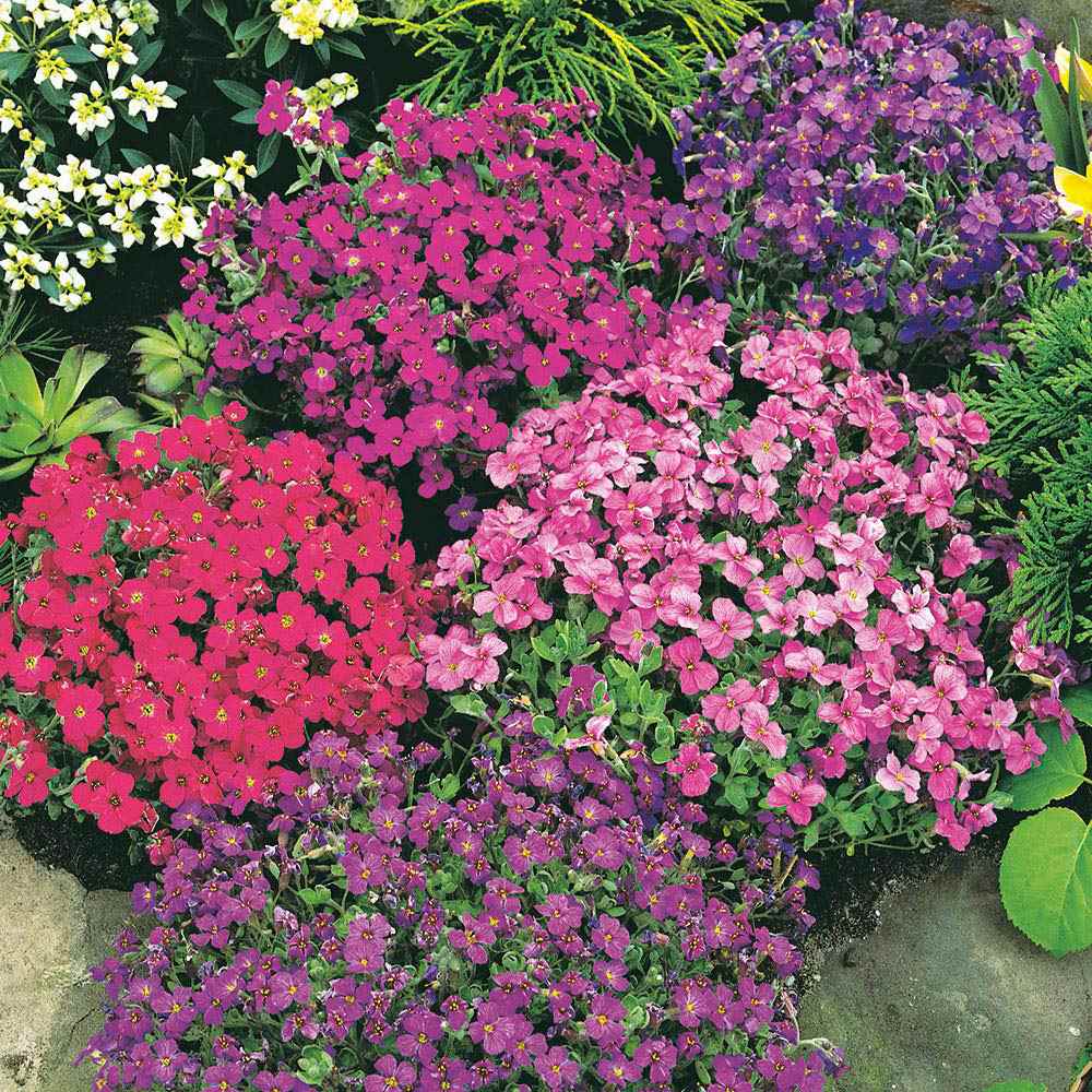 Gemischt Aubrieta Blumensamen zur Aussaat sonnenliebend Traditionssorte & ohne Gentechnik Samen Hausgarten