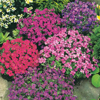 Gemischt Aubrieta Blumensamen zur Aussaat sonnenliebend Traditionssorte & ohne Gentechnik Samen Hausgarten
